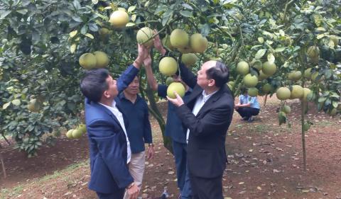 Mô hình liên kết sản xuất, tiêu thụ bưởi tại xã Hùng Xuyên, Đoan Hùng.jpg
