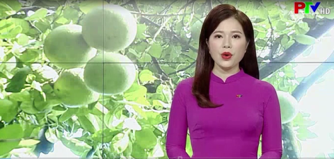 Mở rộng vùng trồng bưởi được cấp mã số vùng trồng