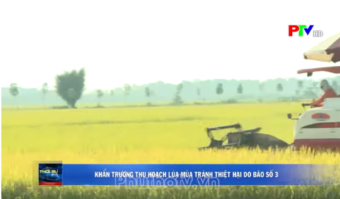 Khẩn trương thu hoach lúa mùa tránh thiệt hại do báo số 3