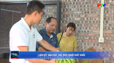 Liên kết sản xuất chế biến Chuối xuất khẩu