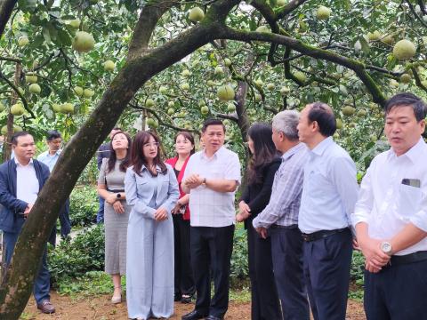 Phát triển bền vững thương hiệu bưởi Đoan Hùng