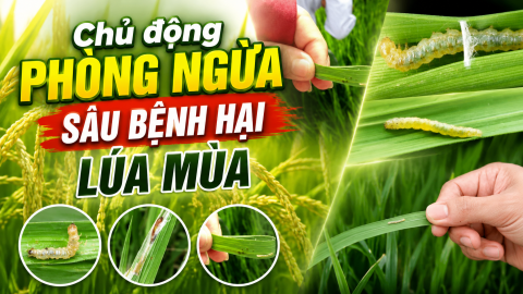 Chủ động phòng ngừa sâu bệnh hại lúa mùa