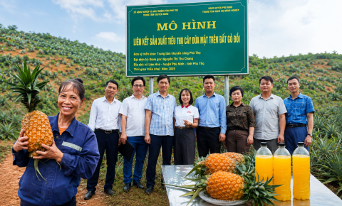 Dứa vào vụ thu hoạch, đầu ra thuận lợi