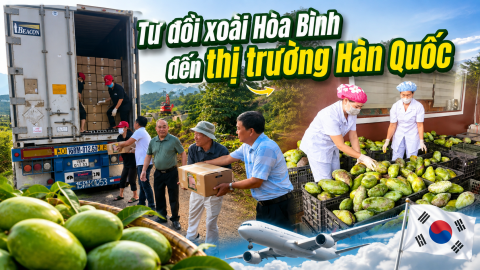Từ đồi xoài Hòa Bình đến thị trường Hàn Quốc