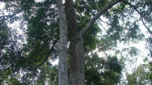 Cây Vù hương xã Đại An - Thanh Ba – Phú Thọ