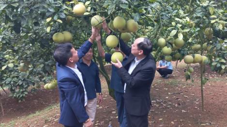 Model of linking grapefruit production and consumption in Hung Xuyen and Doan Hung communes
